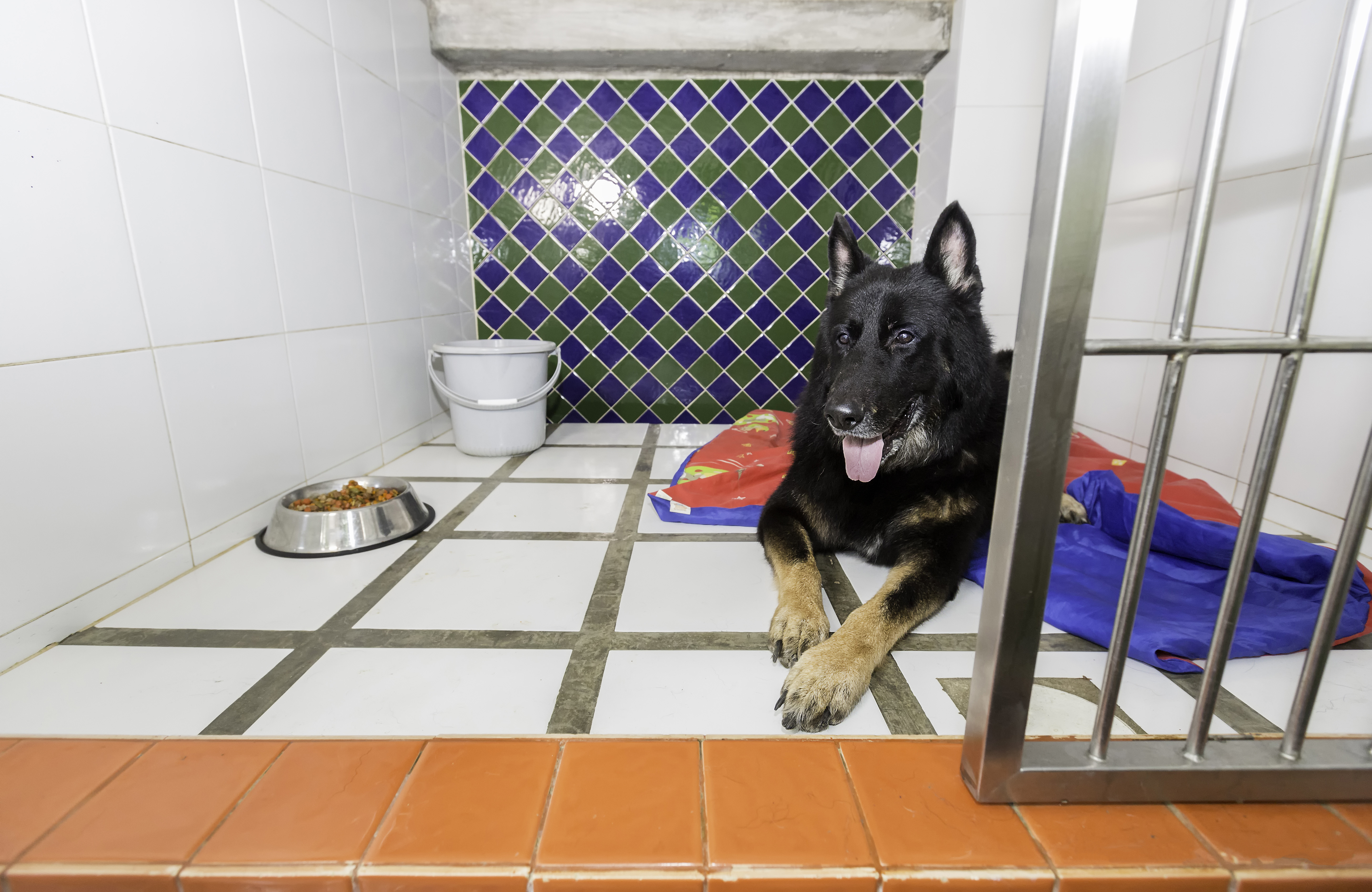 Dog in kennel