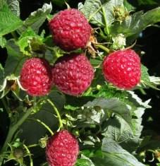 Raspberries