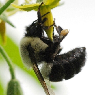 Bee Grasping Stamen