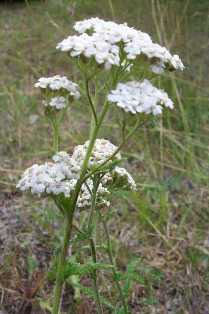 Yarrow