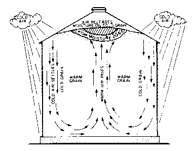 moisture migration in stored grain