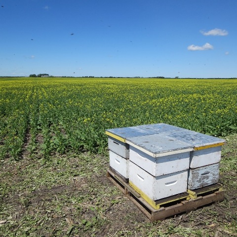 Bee Hives