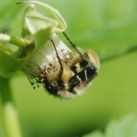 Bug on Raspberry Flower