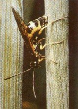 Wheat Stem Sawfly