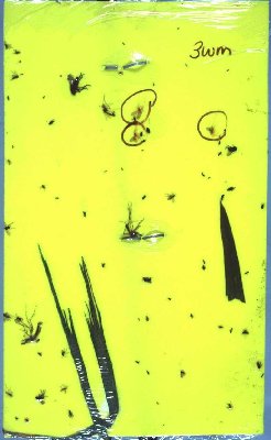 Yellow card trap for wheat midge monitoring