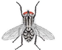 Flesh Fly