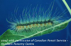 Fall webworm larva