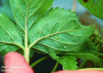 Leafhopper nymphs on strawberry