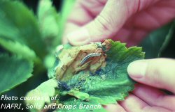 Leafroller larva in strawberry leaf