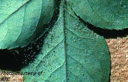 Two-spotted spider mites on underside of rose