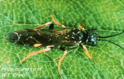 Raspberry sawfly adult