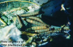 Ugly nest caterpillar larvae