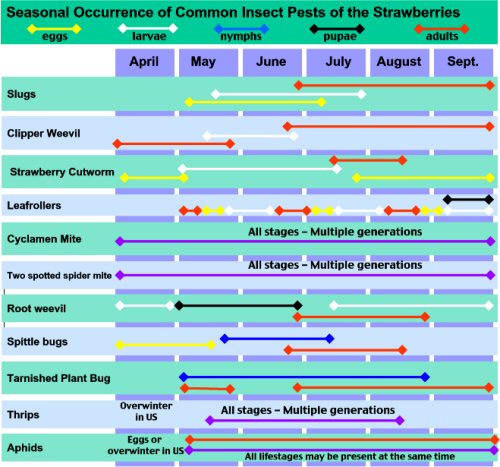 Seasonal Occurrence of Common Insect Pests of the Strawberries