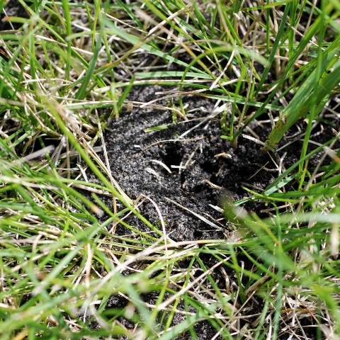 wild bee nest enterance