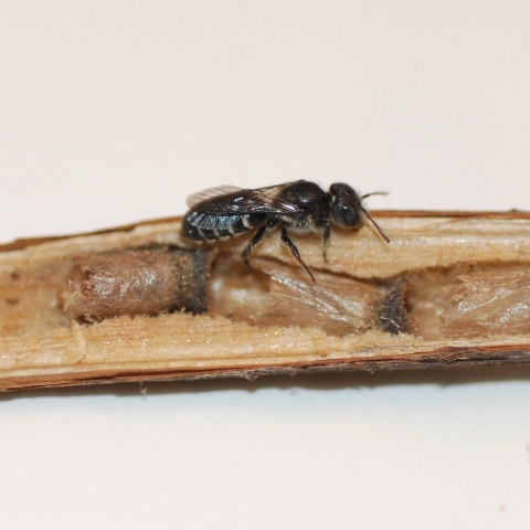 wild bee nest in raspberry cane