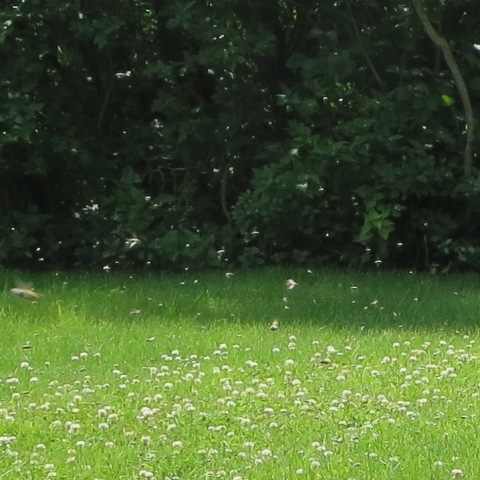 wild bees flying