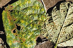 Leaf Rust