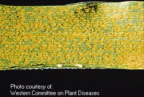 Englarged Leaf Rust