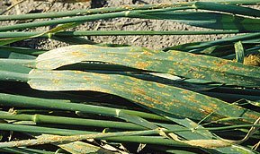 Leaf Rust