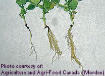 Foot Rot and Mycosphaerella Blight