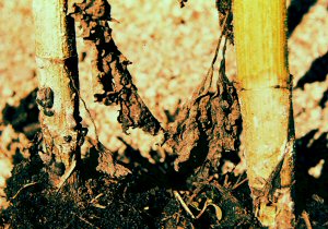 Sclerotinia in Sunflowers