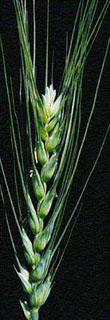 Fusarium in Wheat