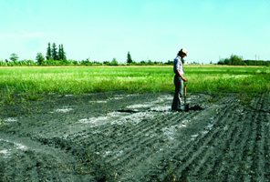 Soil Surveyor inspecting a saline area