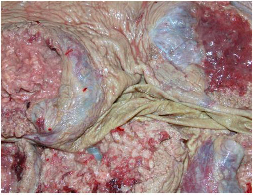 Mycotic Placentitis