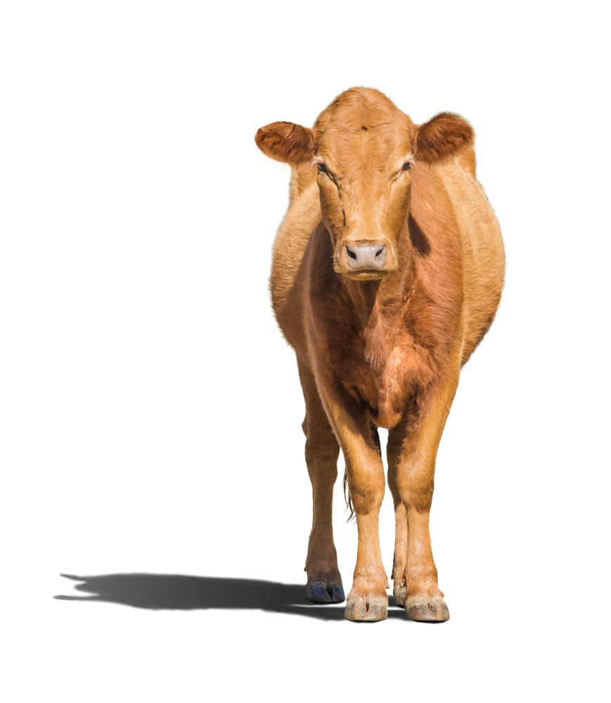 Image d’une vache brune