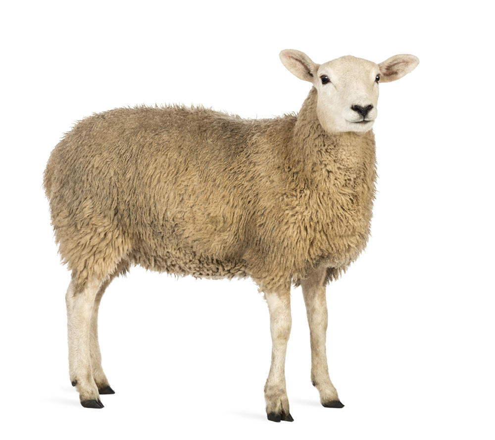 Picture of a sheep