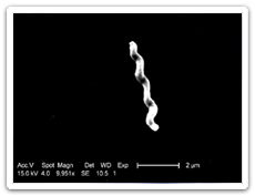 Campylobactériose (Campylobacter spp.)