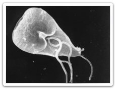 Giardia lamblia (Giardia)