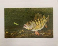 Al Dutcheshen -- "Yellow Perch"