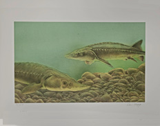 Lois Hogg -- "Lake Sturgeon-Living Fossil"