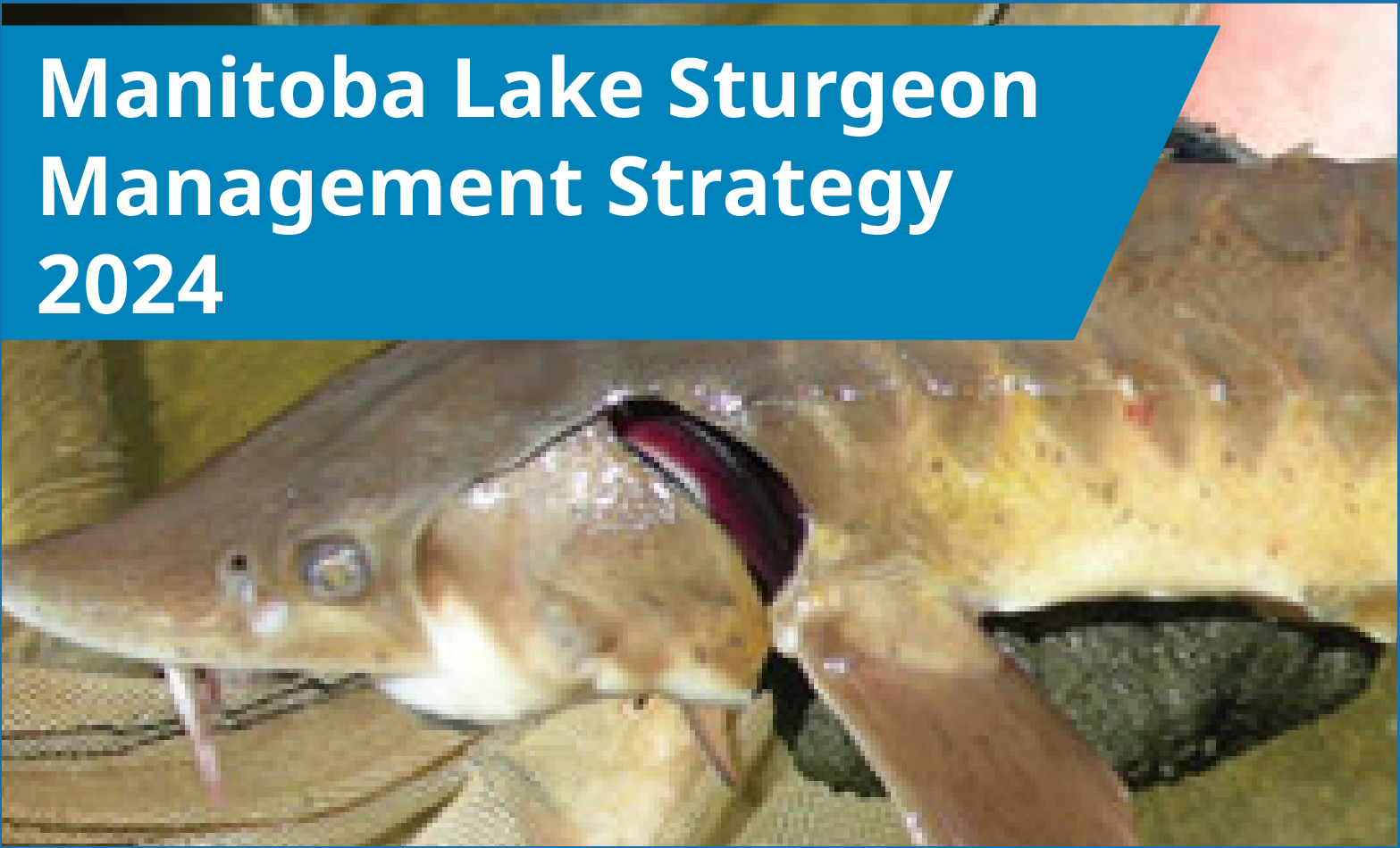 Manitoba Lake Sturgeon Management Strategy 2024